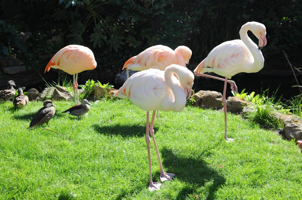 163121215 London Flamingos Enjoy The Sunshine On Kensington Roof Gardens This Afternoon Stephanie Sc