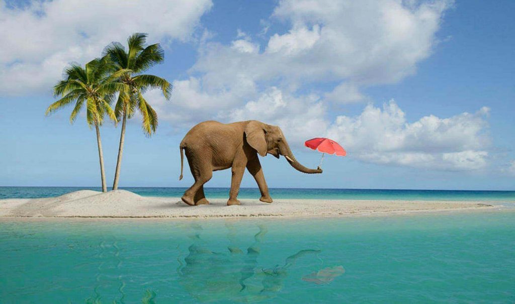 Elephant Beach In Andaman Banner